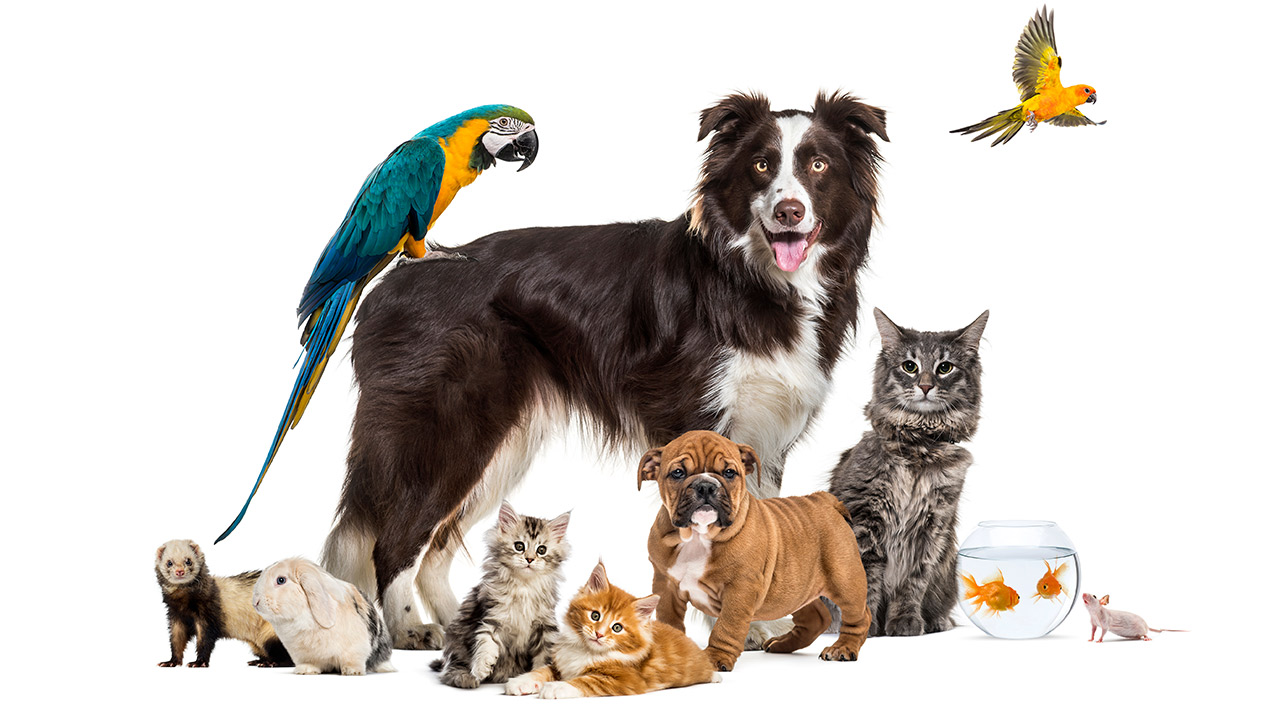 Pets και υγεία: Δέκα λόγοι για να τα... σπιτώσετε