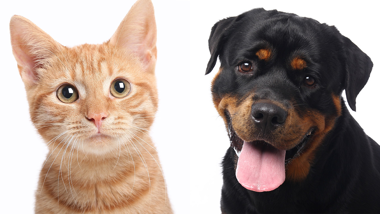 Γιατί μας «μαγνητίζουν» τα μάτια των σκύλων;
