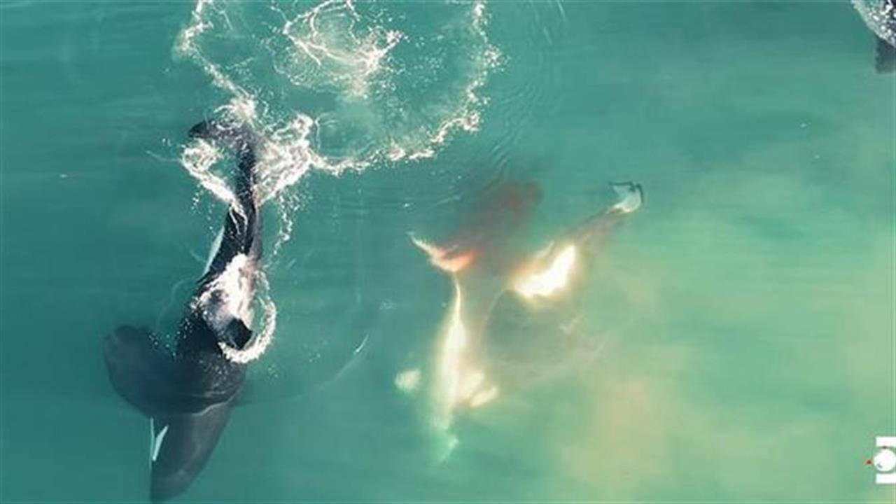 Όρκες εναντίον λευκού καρχαρία σε εντυπωσιακό βίντεο από drone