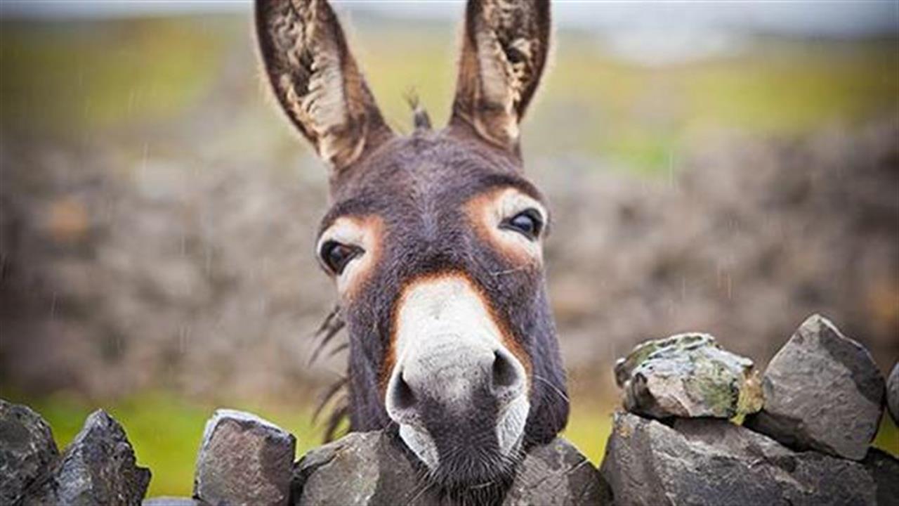 Γάιδαρος εμπλέκεται σε πρωτοφανή υπόθεση βιασμού στην Αχαΐα