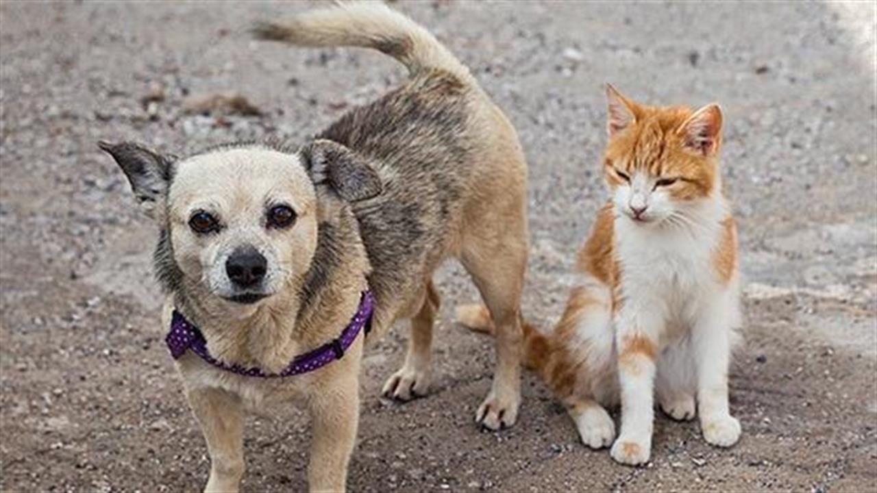 Έρχεται δημοτολόγιο για σκύλους και γάτες στο Χαλάνδρι