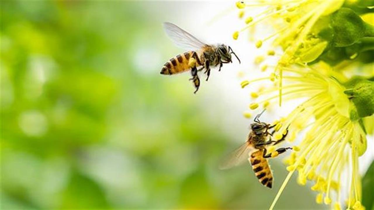 Οι μέλισσες μπορούν να «μετρήσουν» μέχρι το 5