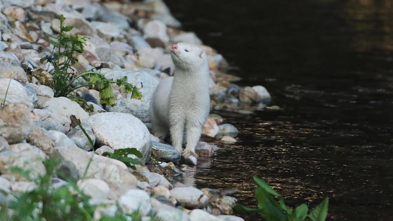 Γλυκύτατο Μινκ κάνει βουτιές στον Κηφισό