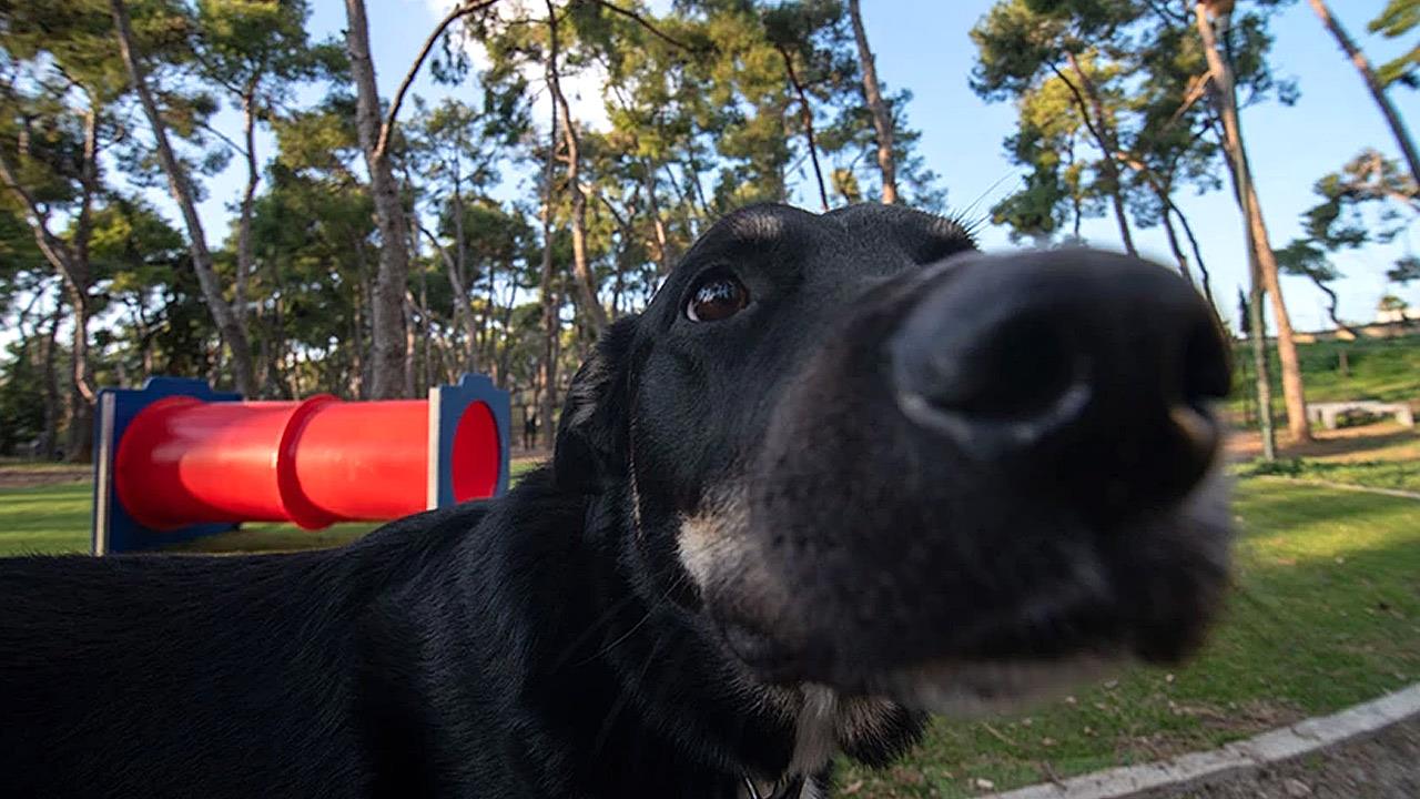 Η Αθήνα έχει δύο ολοκαίνουργια dog parks