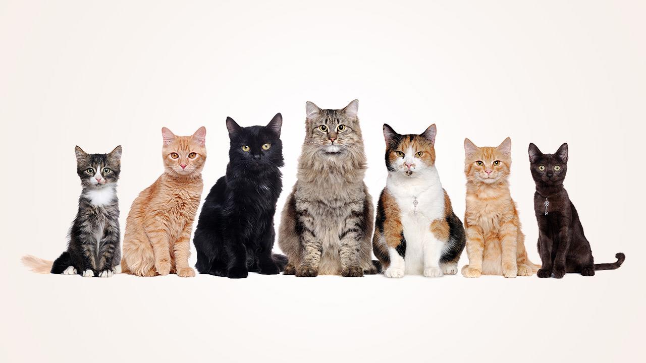 Ποια ράτσα γάτας ταιριάζει στην προσωπικότητά σου;