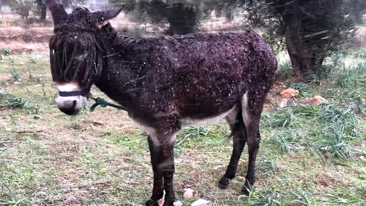 Έσωσαν γαϊδουράκι και σκυλάκο που υπέφεραν από τον χιονιά σε Παιανία και Πέραμα
