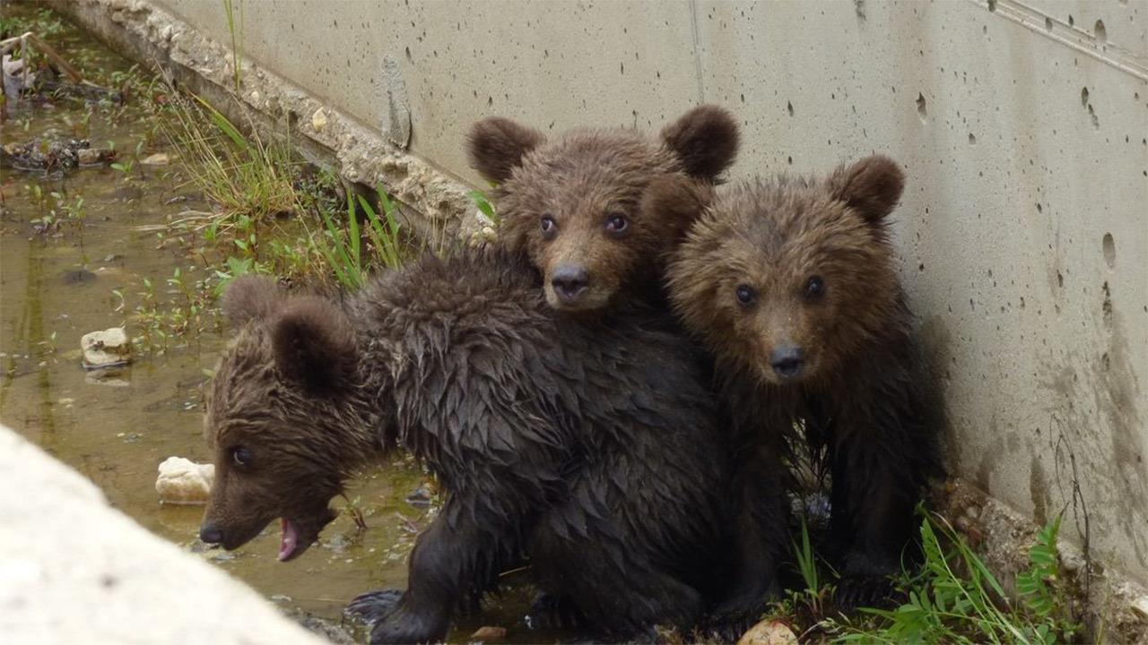 Happy end για τα αρκουδάκια που παγιδεύτηκαν σε κανάλι στη Φλώρινα