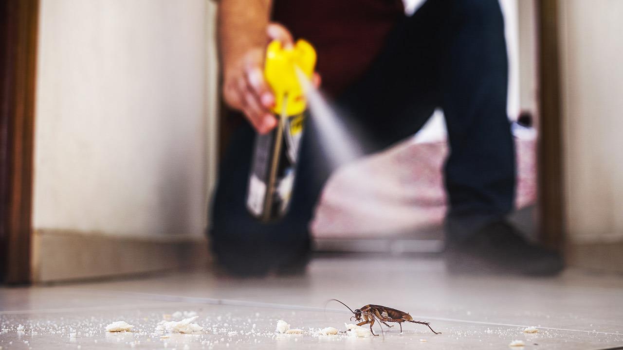 Πώς θα προστατευτείς από τις κατσαρίδες