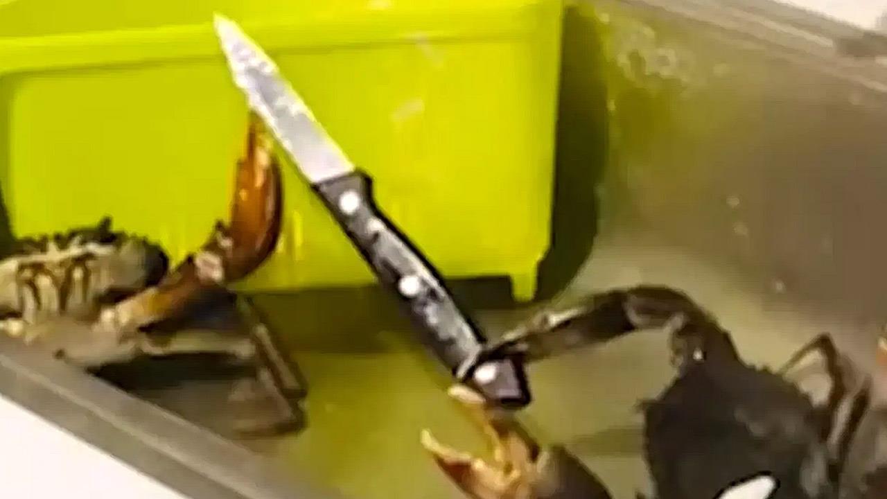 Καβούρι επιτέθηκε με μαχαίρι σε σεφ λίγο πριν το μαγειρέψει