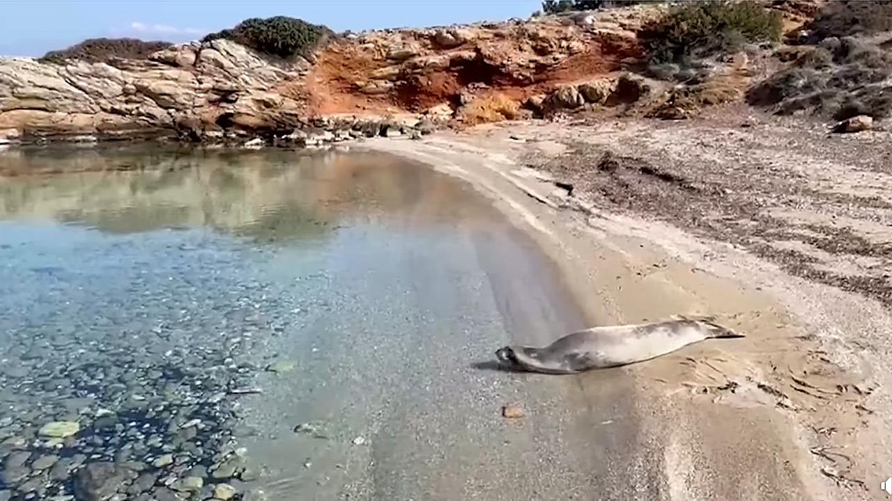 Φώκια κάνει ηλιοθεραπεία στην παραλία Χαμολιά (βίντεο)