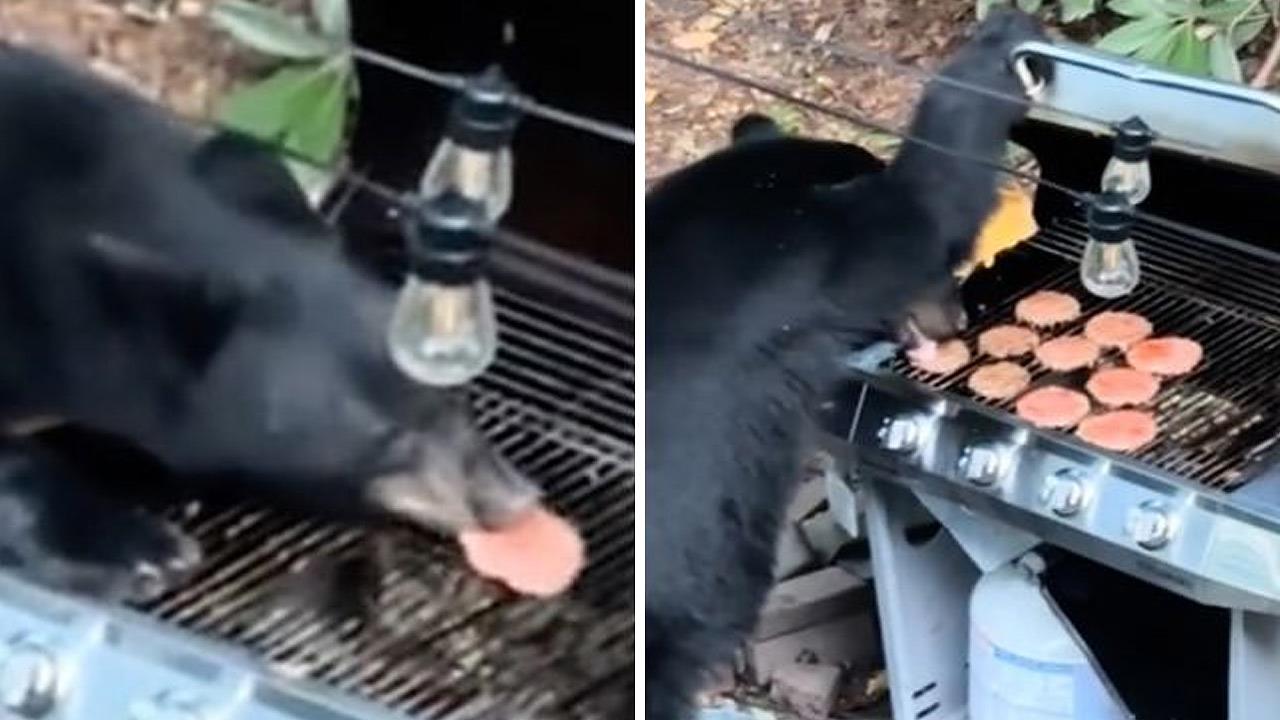 Αρκούδα τσακίζει 10 μπέργκερ σε οικογενειακό μπάρμπεκιου και χτυπάει αναψυκτικό για τελείωμα