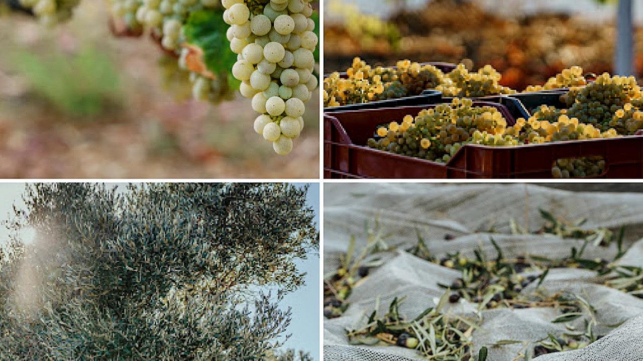 Amades Rootings: Η αναγέννηση της προγονικής γης στις Αμάδες Χίου