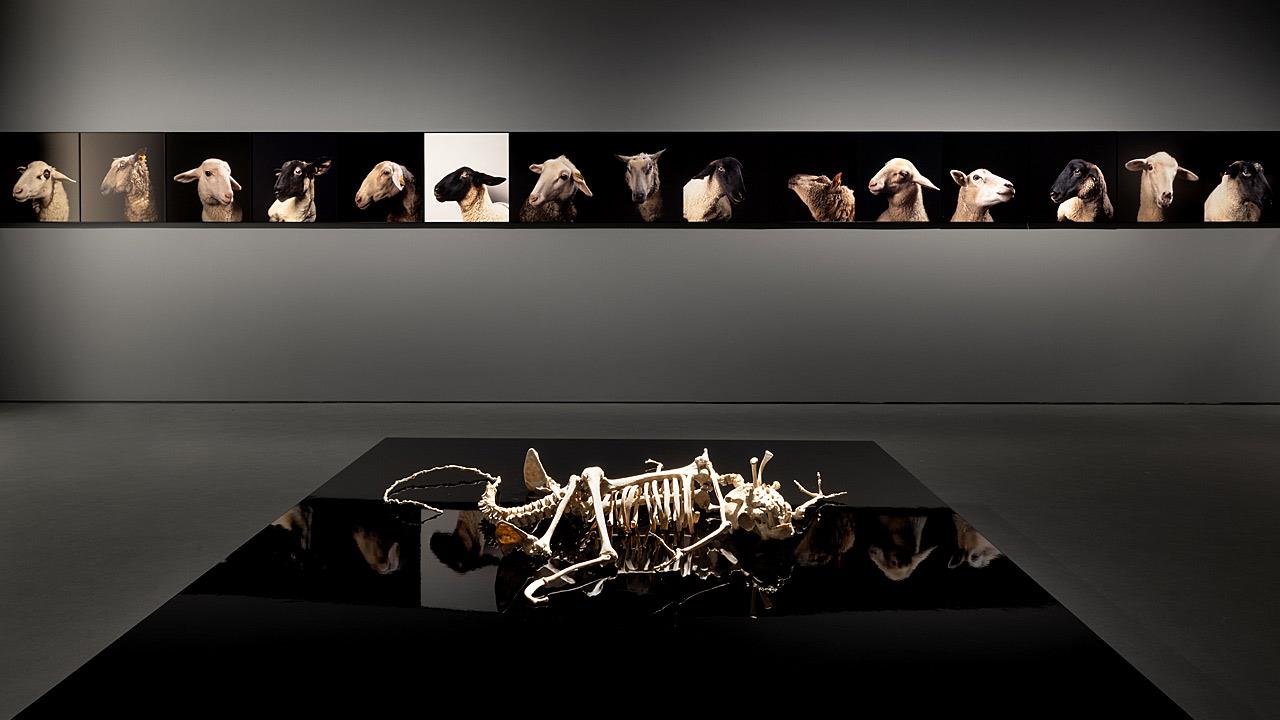 Why look at animals: Γιατί είναι τόσο ταραχτική η νέα έκθεση του ΕΜΣΤ;