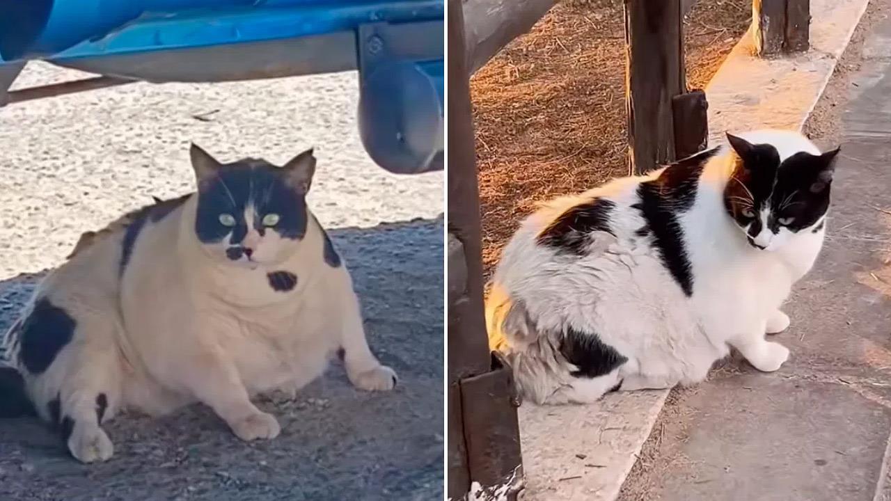 Κοίτα τι αστείο, μια χοντρή γάτα!
