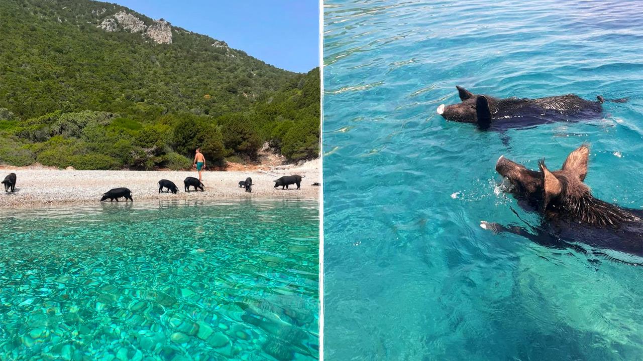 Στο Ιόνιο υπάρχει ένα νησί όπου κολυμπάς με γουρουνάκια