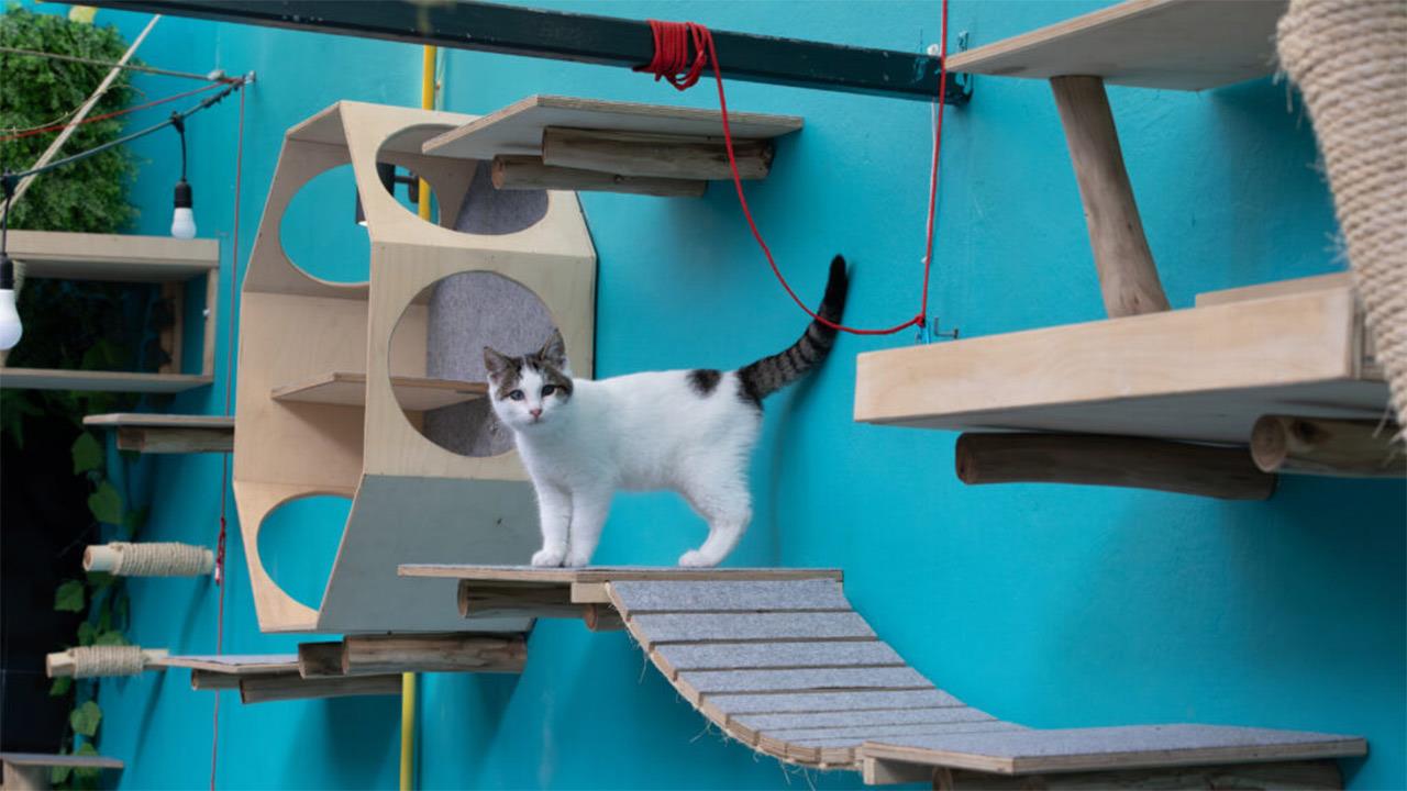 Pet friendly στέκια για καφέ στην Αθήνα