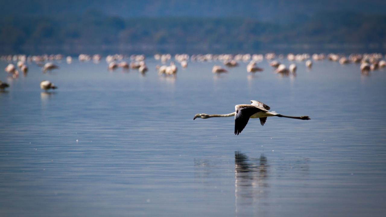 Κερκίνη: Η φύση είναι τζαζ