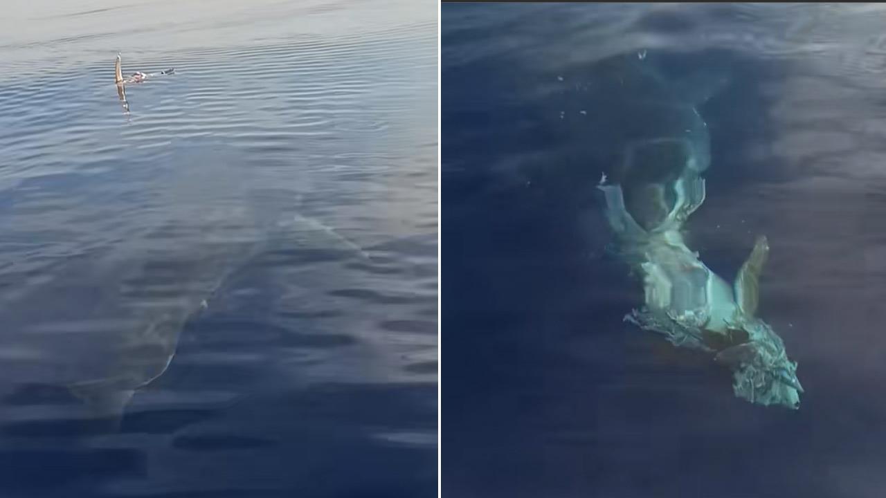 Λευκός καρχαρίας εντοπίστηκε στην Κάρπαθο – δες το viral video!