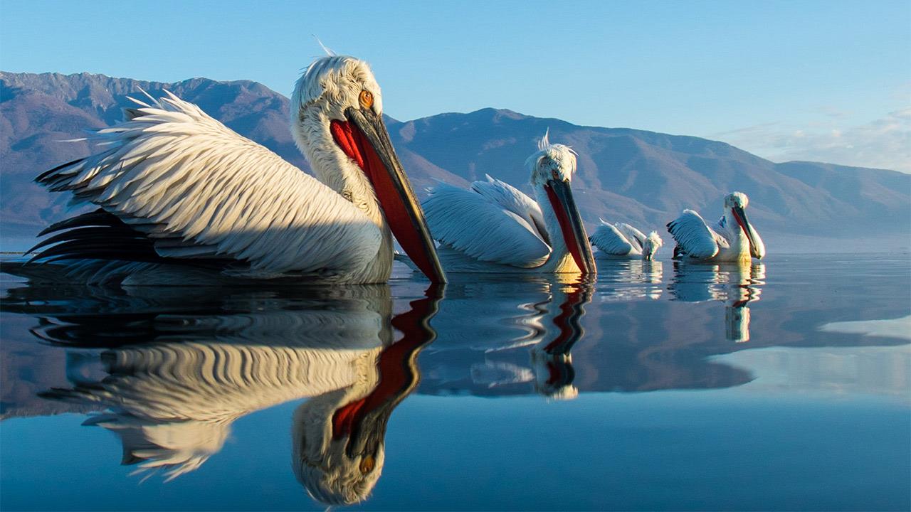 Birdwatching: Φτερωτά ταξίδια στην Ελλάδα