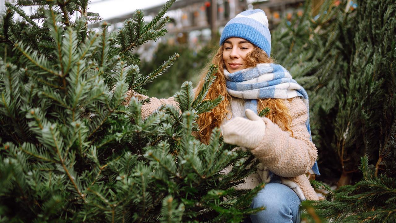 Πώς να διαλέξεις χριστουγεννιάτικο δέντρο
