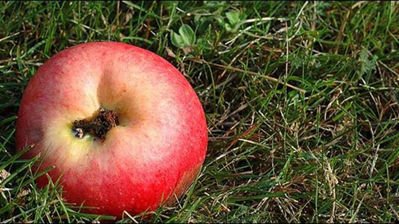 Οι διάδοχοι των celebrities: (Φρέσκα) μήλα κάτω από τη μηλιά