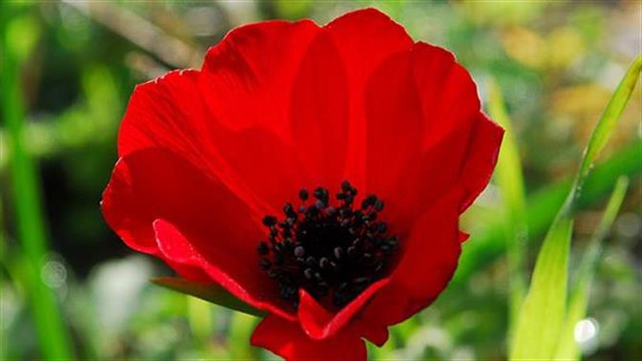 Το κόκκινο λουλούδι: Στη Ρωσία του 19ου αιώνα