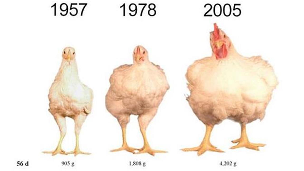 Γιατί μεγάλωσαν τόσο τα κοτόπουλα;