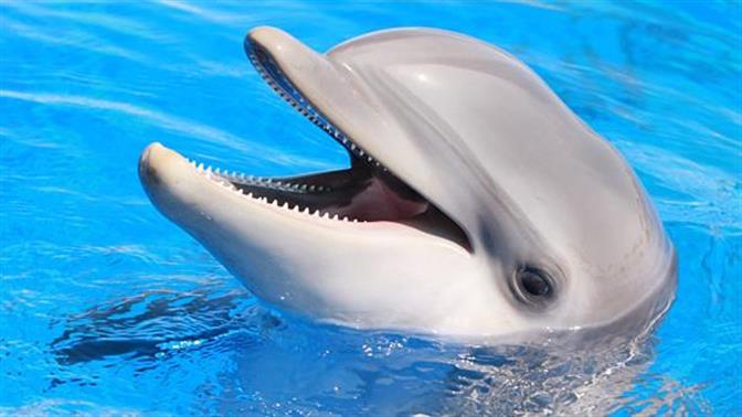 Άνοιξε το πρώτο παγκοσμίως καταφύγιο διάσωσης δελφινιών στην Ελλάδα!