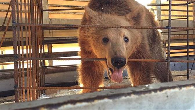 Οργανώσεις που στηρίζουν την άγρια ζωή