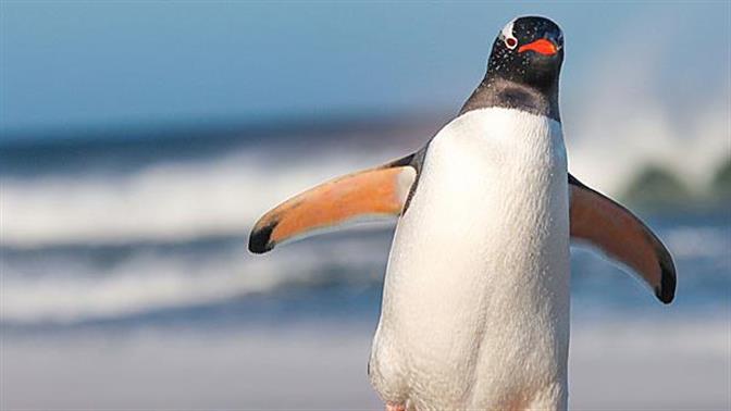 Περπατήστε σαν... πιγκουίνοι, είναι για καλό