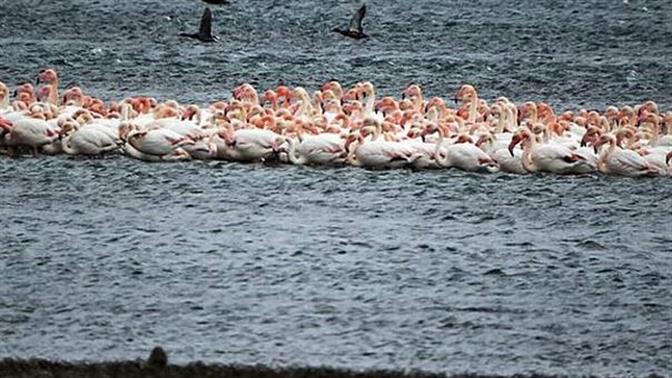 Απίστευτο: 1.000 φλαμίνγκο αγκαλιάστηκαν στη Λέσβο!
