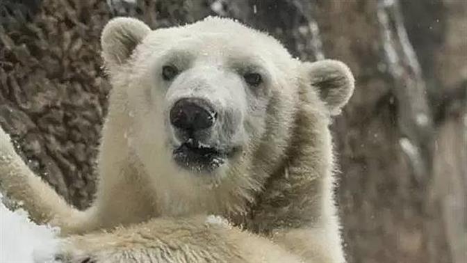 Βίντεο: Ζωάκια παίζουν στο χιόνι