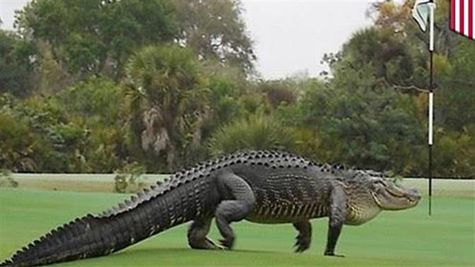 Γιγαντιαίος αλιγάτορας… κάνει βόλτες αμέριμνος