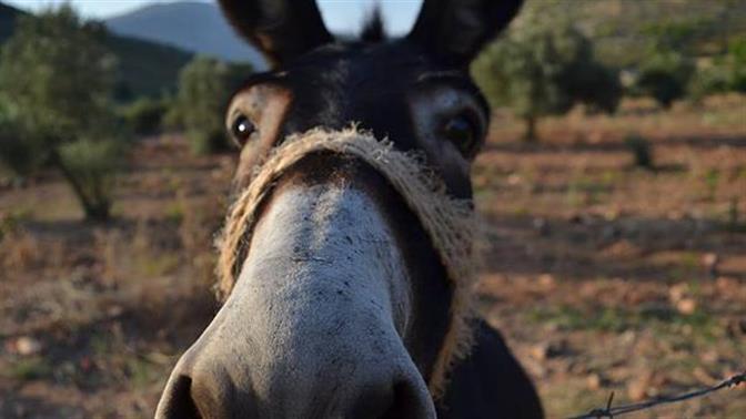 Φάρμες και αγροκτήματα μια ανάσα από την Αθήνα