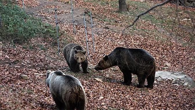 Ξύπνησαν οι αρκούδες του Αρκτούρου!