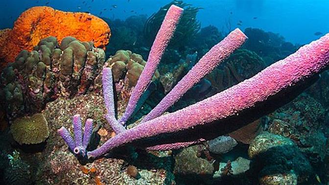 Καταγόμαστε από τα... σφουγγάρια;