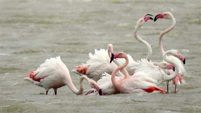 Πανέμορφα φλαμίνγκο πετούν στη Νάξο!