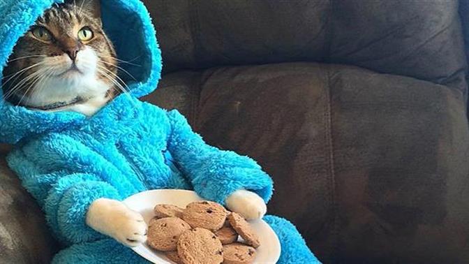 21 πράγματα που θα καταλάβεις αν είσαι σπιτόγατος