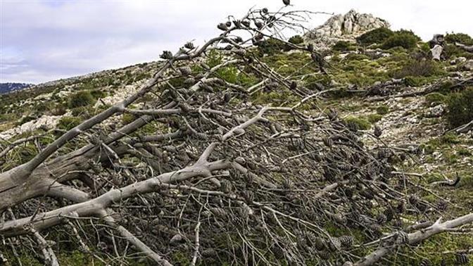 Η Πάρνηθα ξαναγεννιέται από τις στάχτες της