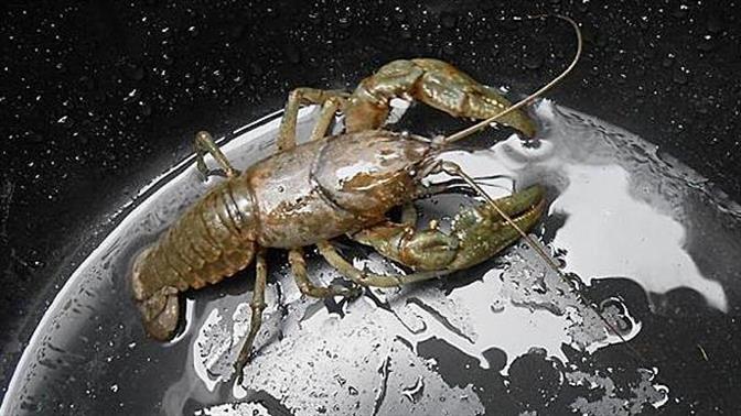 Απίστευτες οφθαλματάτες