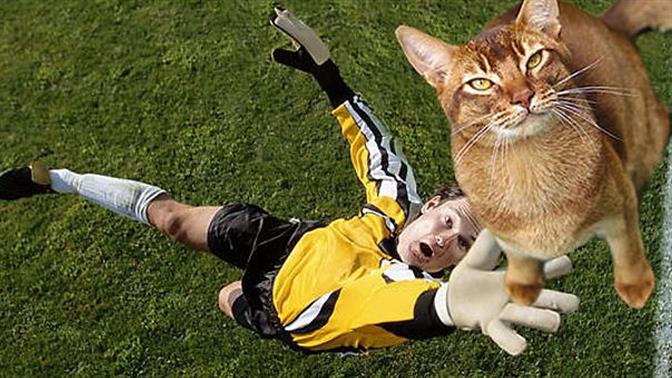 Γάτες φωτοσοπάρονται σε ντέρμπι ποδοσφαίρου