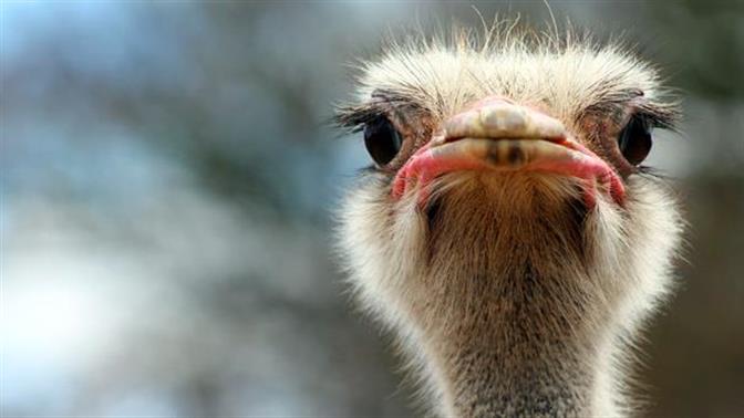 Να γιατί αγαπάμε τις άχρηστες πληροφορίες