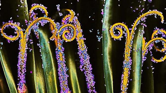 Οι πιο μαγικές μακροφωτογραφίες που έχετε δει