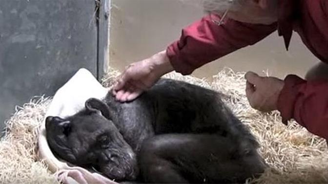 Ετοιμοθάνατη χιμπατζής αναγνωρίζει τον άνθρωπο που την φρόντιζε