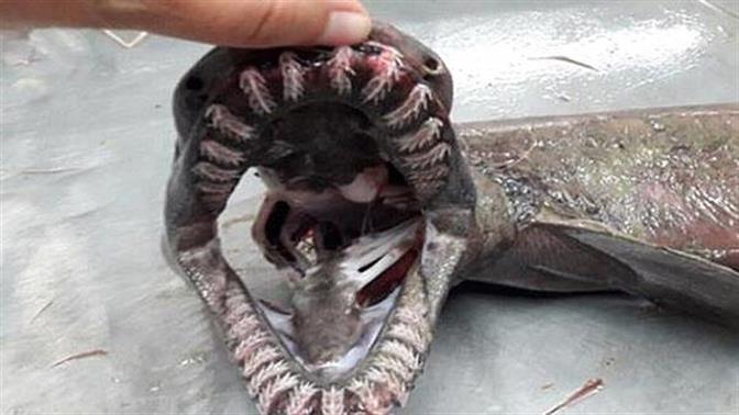 Ζωντανό... προϊστoρικό τέρας του βυθού πιάστηκε στην Πορτογαλία