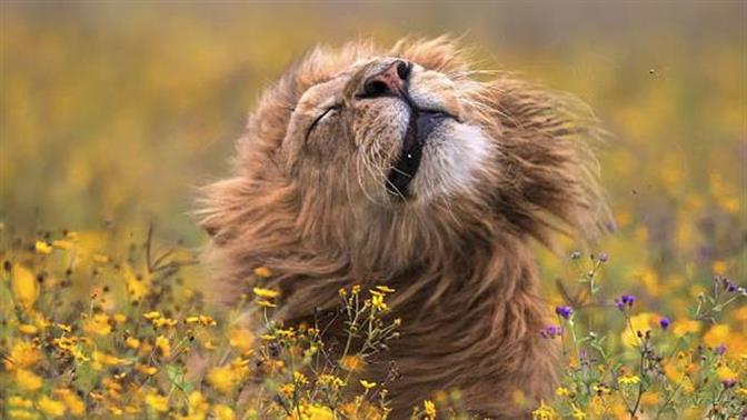 Οι πιο μαγευτικές φωτογραφίες της άγριας φύσης για το 2017