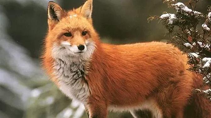 Κουίζ: Τι ζώο είσαι;