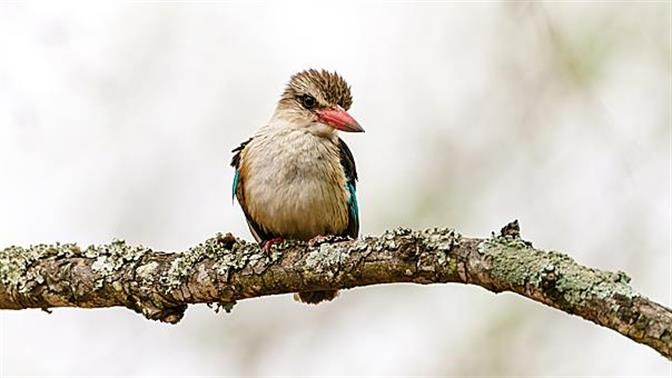 Έρχεται ήπιος χειμώνας χωρίς πολλά χιόνια