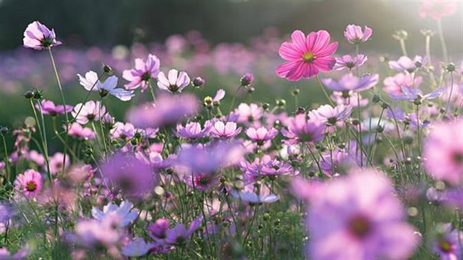 Τι σημαίνουν τα πιο δημοφιλή λουλούδια;