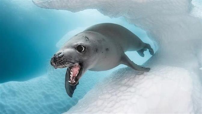 Αυτοί είναι οι νικητές του διαγωνισμού Υποβρύχιας Φωτογραφίας 2020